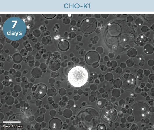 AGM３D培養でのスフェロイド形成例｜細胞カプセル化試薬（AGM™）｜ワン・テクノロジーズ・カンパニー